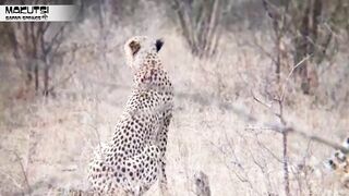 funny animal maSKUTSI BEHIND THE SCENES