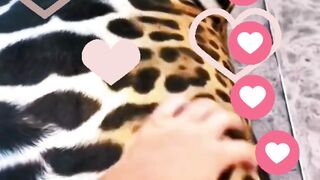 big cats geting love