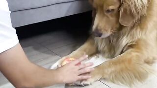 Viral funny clips animal 2023 if you like follow me