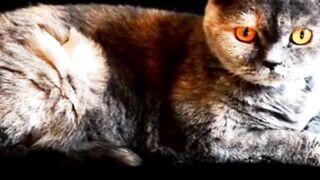 funny animals