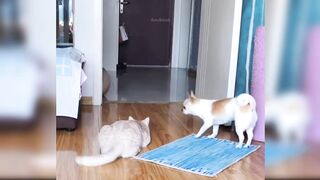 Baby funny cats