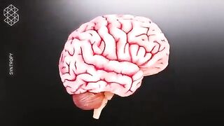 What happens to your brain during a concussion