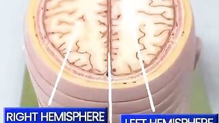 A great way to study brain anatomy:
