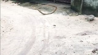 mongoose vs cobra_snake.mp4