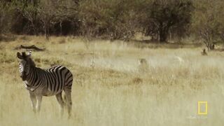Lions Hunt Zebra.mp4