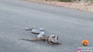 Cobra Snake Tries to Hunt Monitor Lizard.mp4
