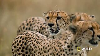 The Way of the Cheetah.mp4