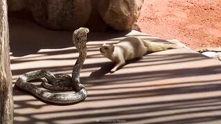 Mongoose Kill King Cobras_.mp4