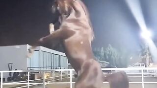 HORSE POWER