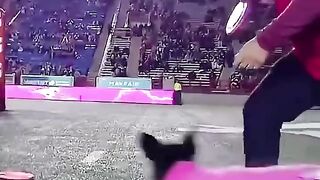 Prime Dog Record