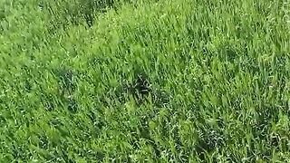 गाँव के खेत