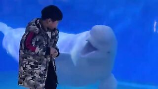 Playing time with beluga
