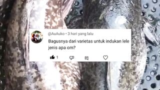 Kurang tepat rasanya kalau kalian bertanya "induk lele jenis apa yang bagus" saat ini