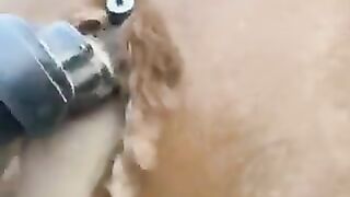 حيوانات بعد حلق وبرها