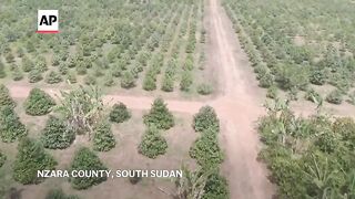 As warming climate hammers coffee crops, South Sudan tests a tougher species.