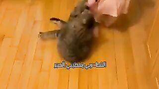 Hahaha ???? trying to catch the cat's tail ????????????.