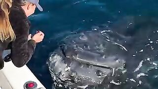 blue shark