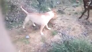 Jack Dog
