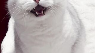 Cat 43