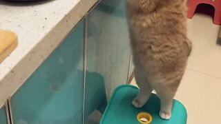 Cat 44