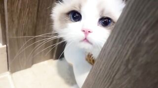 Cat 45