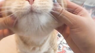Catss
