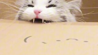 Catss