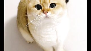 Catts