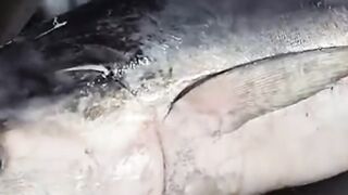 Amazing skills! expert cuts large tuna using a sharp machete #tuna #seafood  #2025