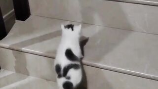 القطط هي ثدييات صغيرة آكلة للحوم تم تدجينها لآلاف