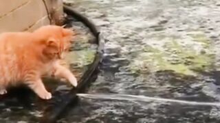 المرحة. تنتمي القطط إلى فصيلة Felis catus وهي