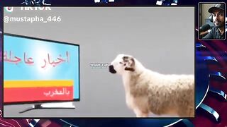 شناقة حماقو