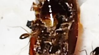 Black Ants