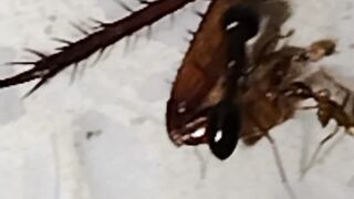Black Ants