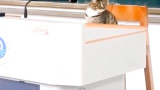 القطط الصغار والاطفال صغار كيف يكون ارتباطهم؟