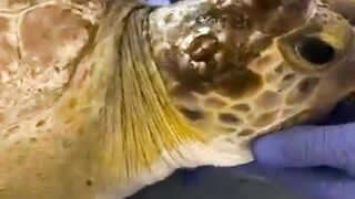 Do Barnacles Really Harm Turtles? The Truth Revealed!