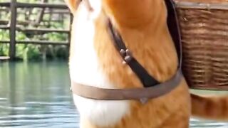 Ai funny cat catch fish,cocking