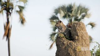 Leopard Stalks an Impala.mp4