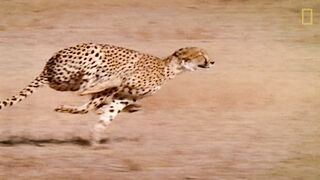 Cheetahs 101.mp4