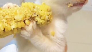 Very Uniqe! this is how cats eat the corn