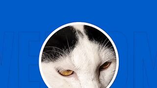 cute cat meow