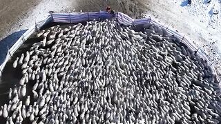 flock of sheep