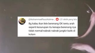 Aquacure mampu atasi semua masalah penyakit dalam budidaya ikan lele