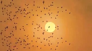 Beautiful Nasheed ????????????????
