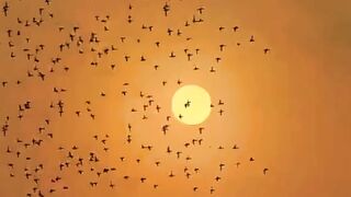 Beautiful Nasheed ???????????????? #ahmad_263_26 #fypシ゚