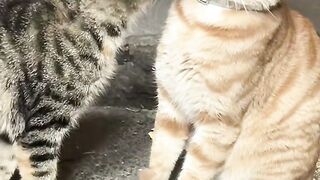 Catss
