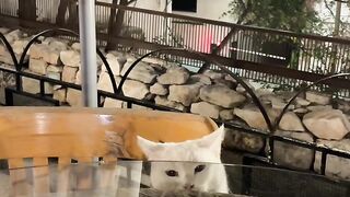 Catss