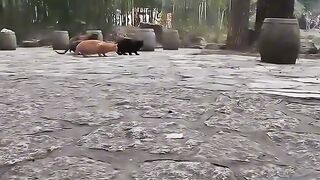 Catss