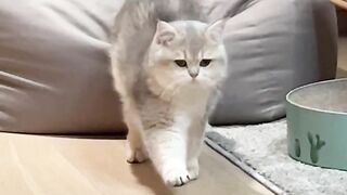 Catss