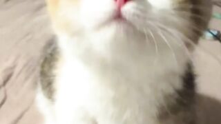 Catss